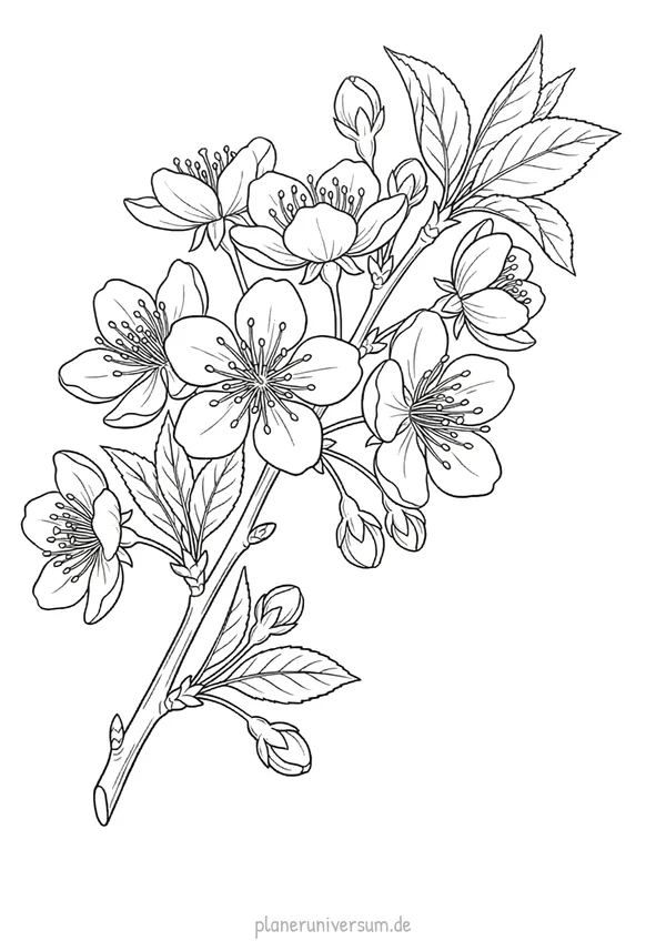 Eine detaillierte botanische Illustration eines Blumenzweiges mit mehreren offenen Blüten und Knospen sowie feinen Bl…