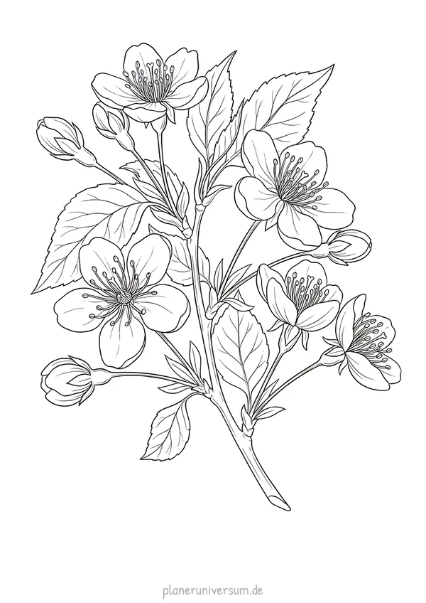 Eine detaillierte botanische Illustration eines Blumenzweigs mit mehreren offenen Blüten, Knospen und feinen Laubblät…